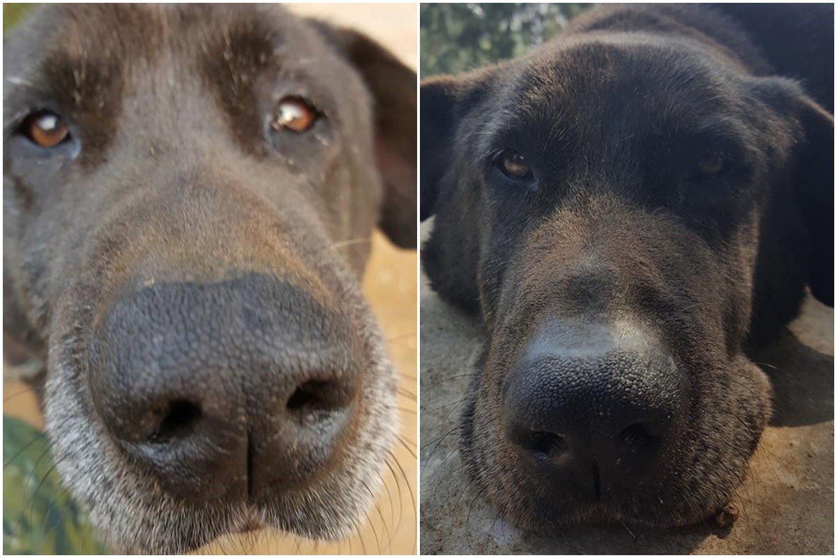 連江縣陸軍東引地區指揮部的14歲老狗「大黑」(東引指揮部飼養的植有晶片的寵物犬,非軍犬)昨日晚間傳出要被安樂死的消息。 林鈺棚/提供