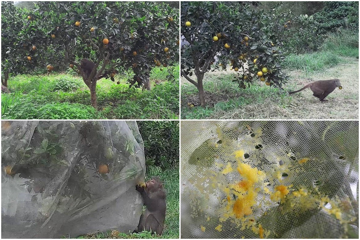 使用網罩後，少數獼猴會嘗試取食網內果實，但只能隔網啃咬位置較低、貼近網子的果實，仍不至於對網罩造成嚴重破壞。　農委會/提供