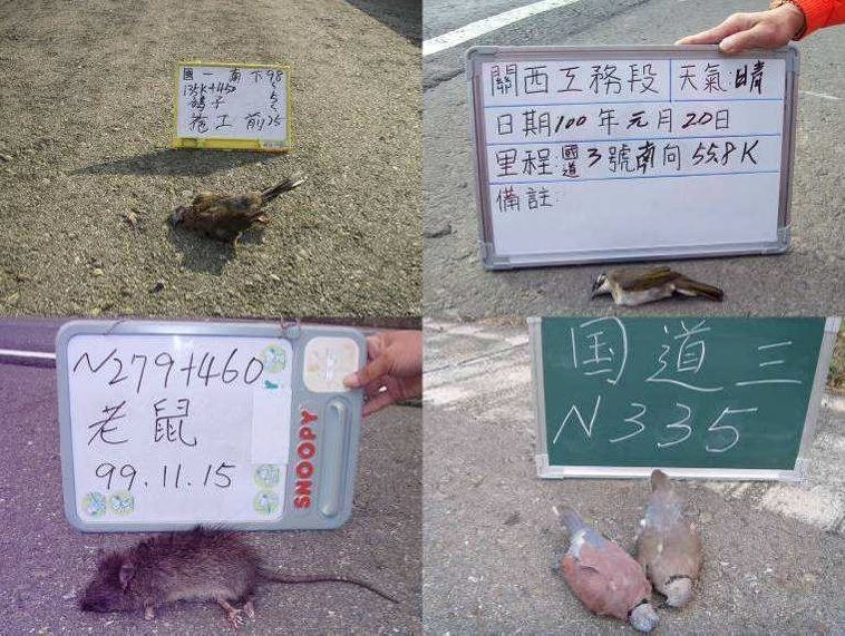 高公局各工務段會記錄道路致死動物。 擷取自「國道道路致死調查機制、動物通道規劃、設計與成果」