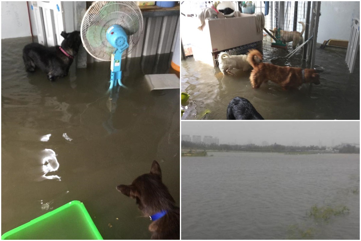 去年8月的一場大水，將「金汪汪流浪動物家族」狗場的設備沖壞不少，幸好最終狗狗們都平安。　美雪愛媽/提供