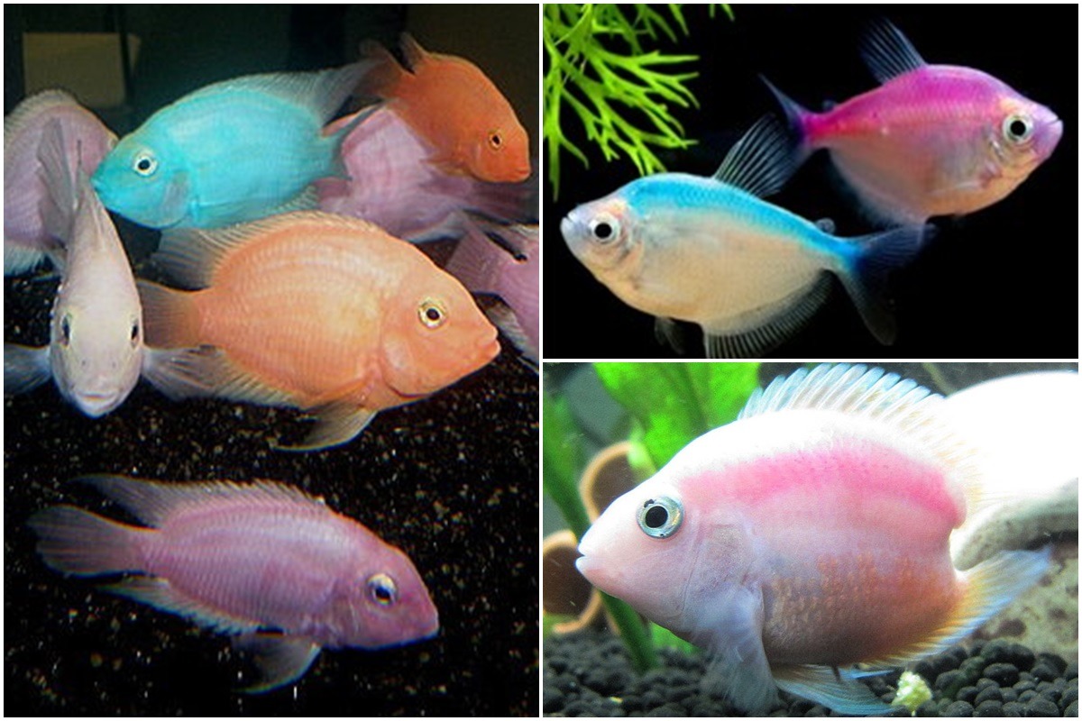 除了過程不人道外,魚經過染色壽命也多不長,不少水族社群都會呼籲民眾「由改變消費習慣做起」,遏止這類惡行。 取自「魚魚便利商店」