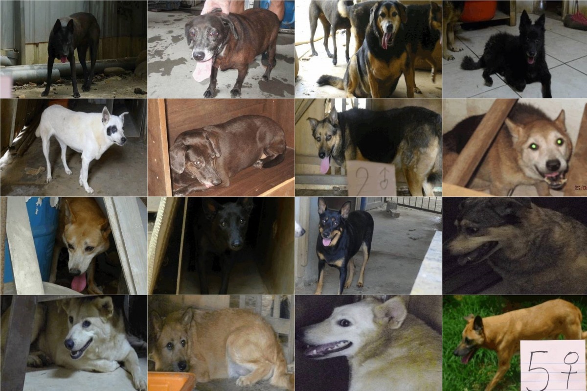 待領養的米克斯犬。　截取自桃園市政府動物保護防疫處「入園公告105年5月27日」