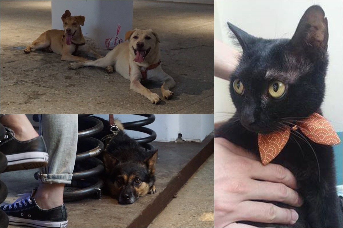 「音樂故事」的4隻浪浪都是從「浪浪別哭」送出。　取自「浪浪別哭」專頁