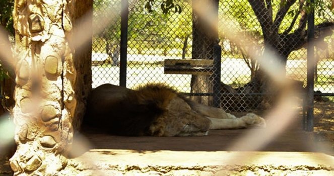 委內瑞拉另一動物園內飢餓的獅子。　取自sosvox-Close the Caricuao Zoo