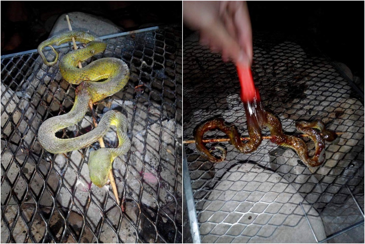 許多人「處理」進入視線範圍內蛇類的方式，其實相當殘忍。　取自嘉義大學兩棲爬蟲研究社