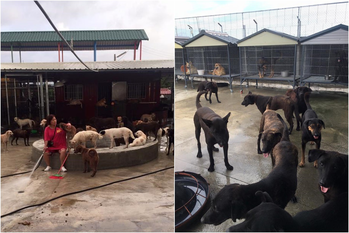 姜媽媽去年被開罰2次後，今年搬遷至另一偏遠地區重建狗園，卻又遇上政府單位稽查。　取自「姜媽媽狗園」臉書專頁