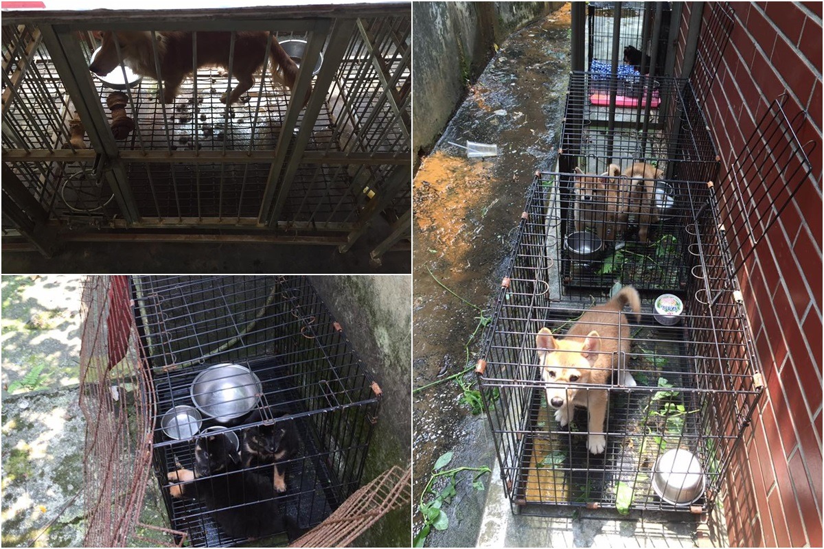 桃園市推廣動物保護協會接獲民眾檢舉，25日查獲過去數次違法的業者仍繼續非法繁殖。　取自「桃園市推廣動物保護協會」臉書專頁
