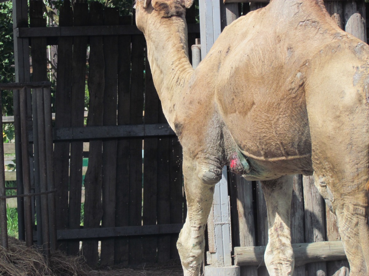 兆豐農場表示，駱駝身上的瘤性質類似於脂肪瘤，不影響生活。　資料照(台灣動物社會研究會/提供)