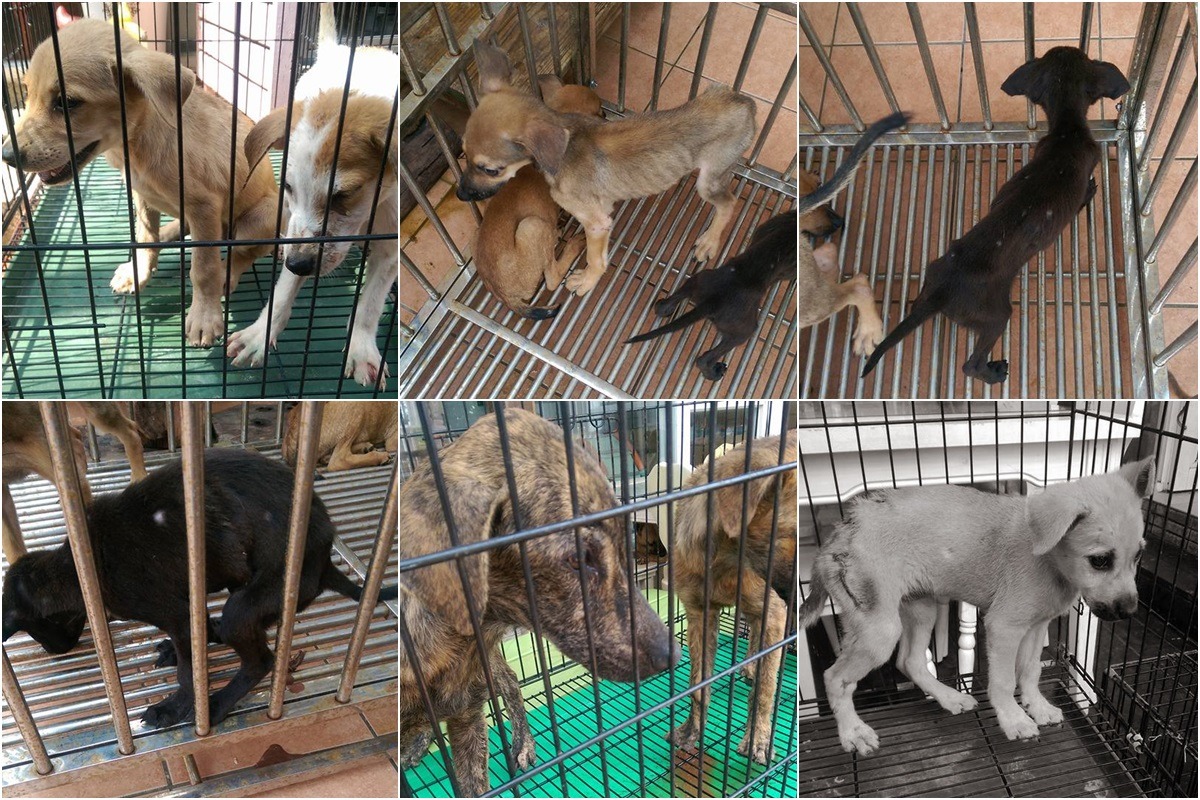 台南徐園長護生園上週（30日）接手嘉義縣民雄收容所36隻腸炎幼犬的醫療照顧。　取自徐園長臉書