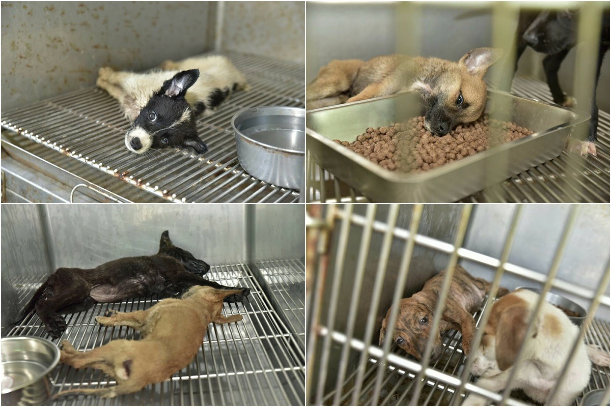 有民眾貼出民雄收容所中幼犬奄奄一息的照片，認為民雄收容所未妥善執行防疫措施。　取自臉書