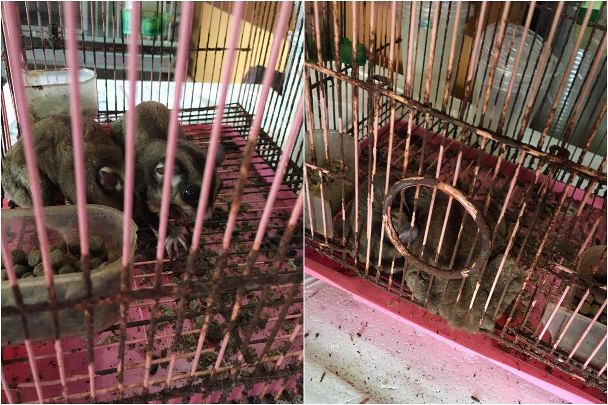 一位民眾發現一間水族館不當飼養蜜袋鼯，且有經營繁殖買賣，向當地動保機關與動保團體檢舉。　檢舉人/提供