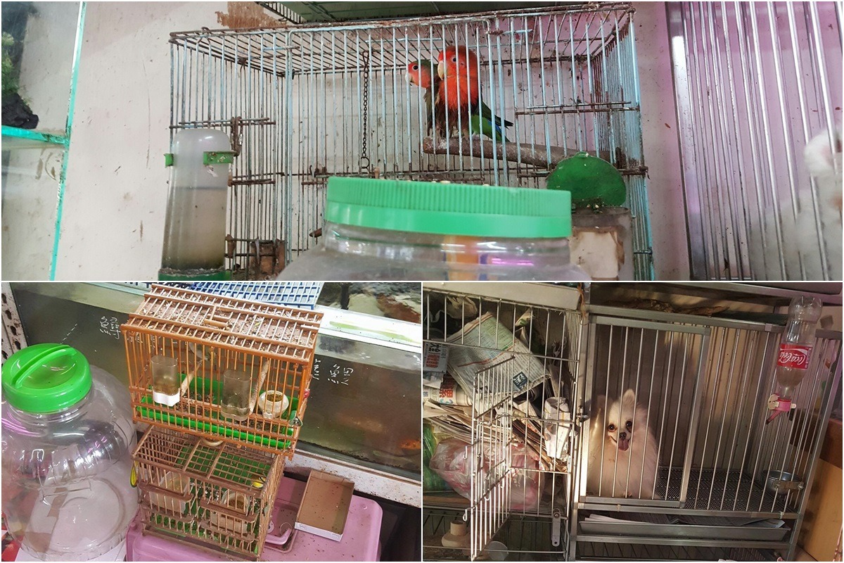 店家也養有鸚鵡、綠繡眼及寵物犬。　檢舉人/提供