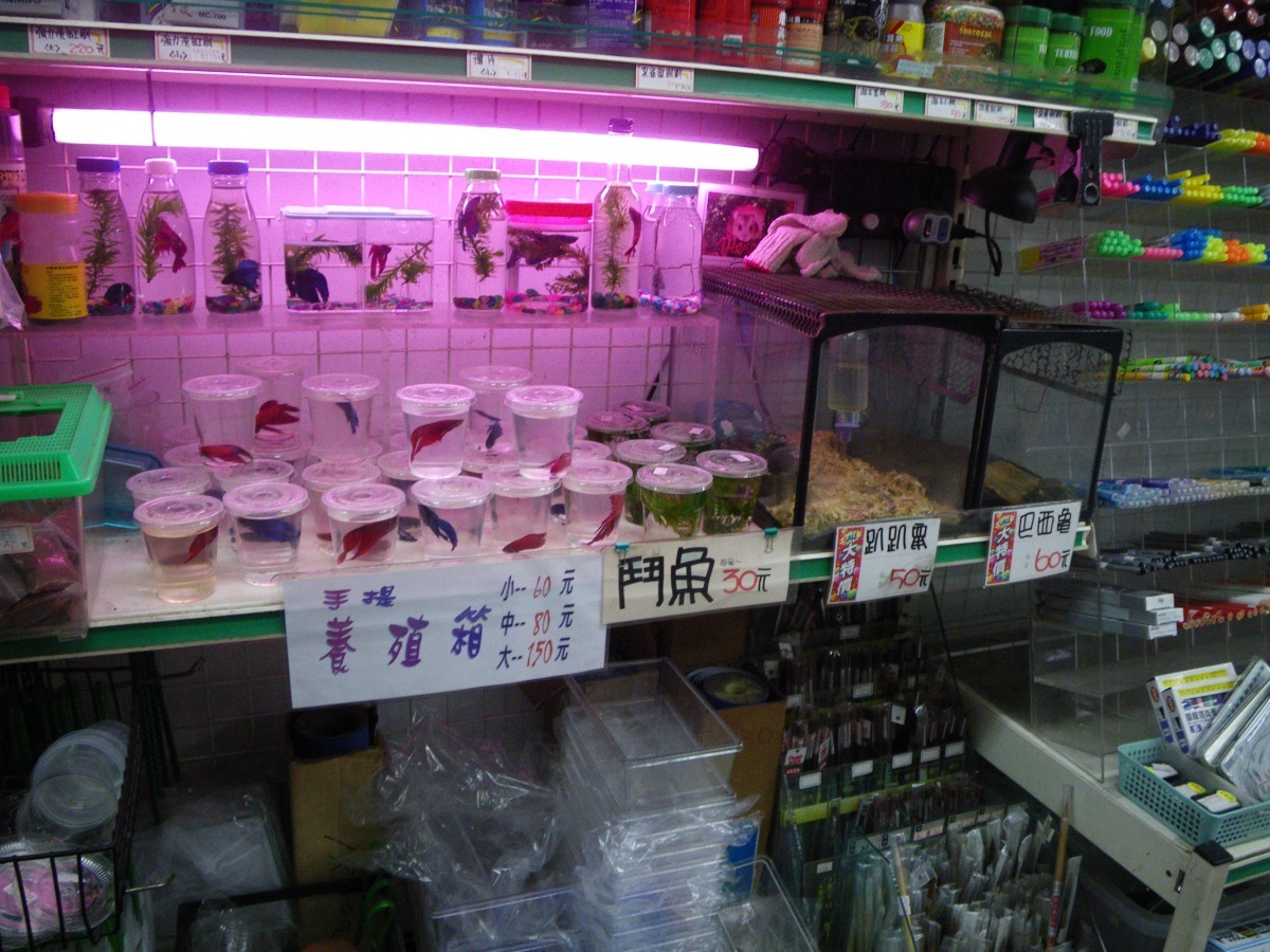 許多非犬貓寵物可以輕易購得，甚至連文具店都可以買到動物。　資料照（台灣動物社會研究會/提供）