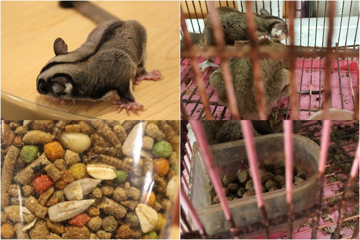 (左)健康蜜袋鼯的毛色與適合的食物、(右)店家不當飼養的蜜袋鼯。　(左)李娉婷/攝、(右)檢舉人/提供