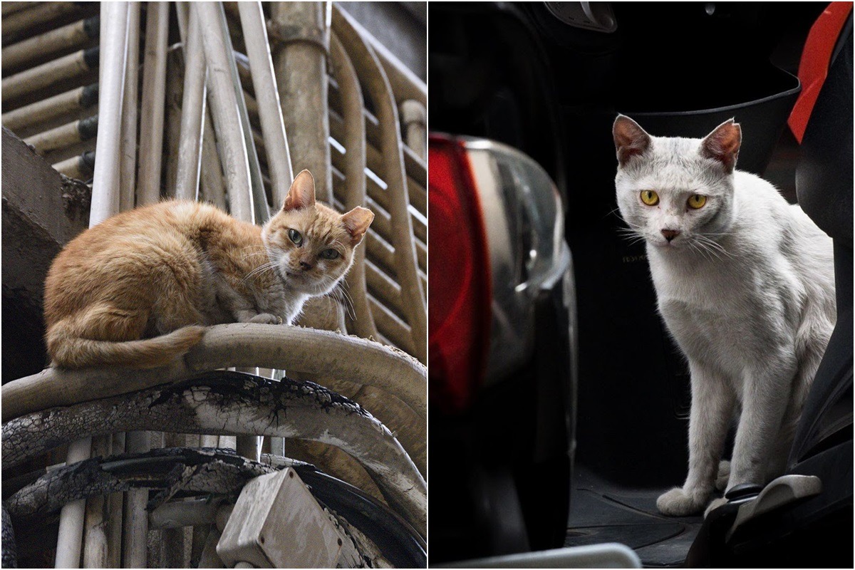 香港攝影師葉漢華和台灣拍貓人貓草天空不只拍貓，也透過照片傳達訊息。　(左)葉漢華/提供、(右)貓草天空/提供