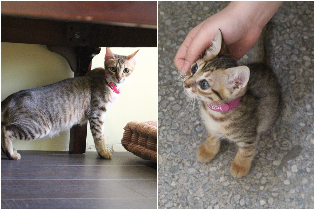 「浪浪別哭」正式開幕後第一批中途的貓媽媽與小貓「浪開」已經順利送養囉！下一批要中途的3隻貓咪正在隔離中，很快就可以出來與人互動。　李娉婷/攝