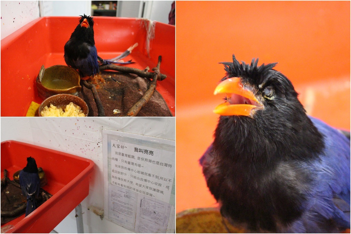 台北鳥會的救傷保育大使、台灣藍鵲「亮亮」。　林欣慧/攝