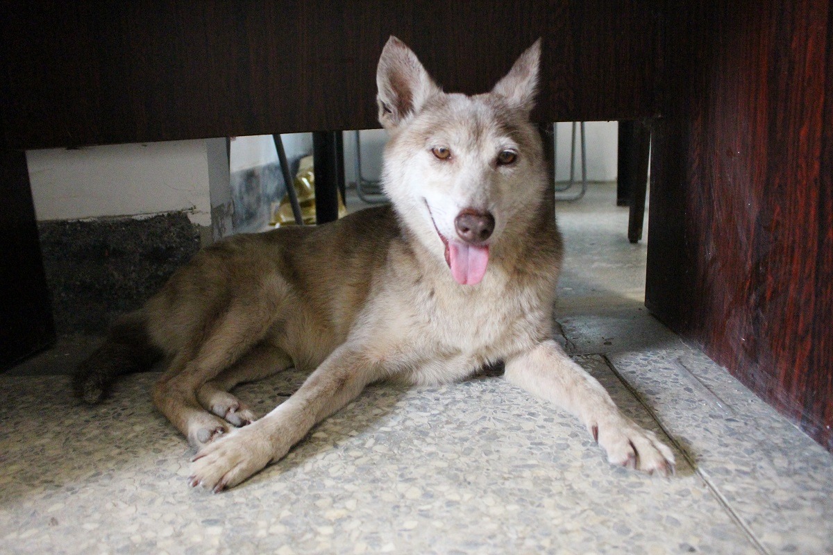 奶茶是隻長得有點像哈士奇的米克斯犬，喜歡安靜地趴在桌子下方。　林欣慧/攝