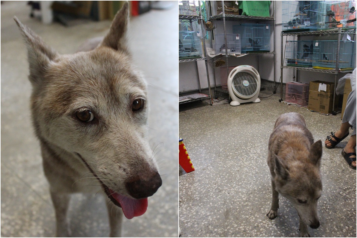 奶茶對鳥沒有什麼興趣，進房間沒幾步又出來了。　(左)林欣慧/攝、(右)李娉婷/攝