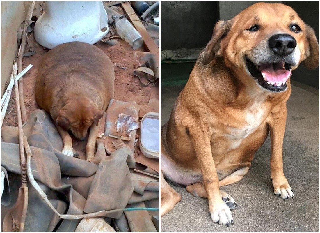 球球去年旁到無法走路、呼吸困難，近一年後已經減掉大半肥肉，目前還在努力恢復標準身材。　取自PamPet臉書專頁