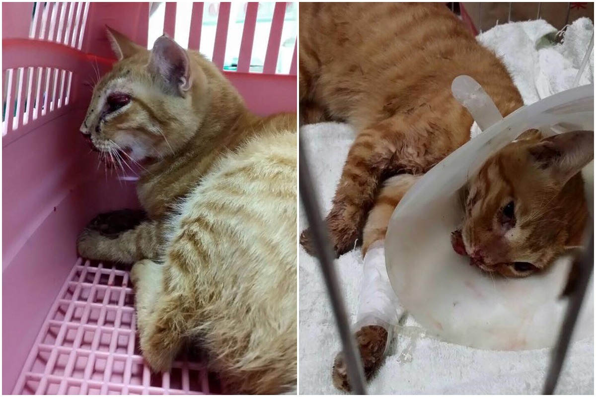 少爺頭部因嚴重重擊造成壓迫性水腫，意識昏迷。　文榮/提供