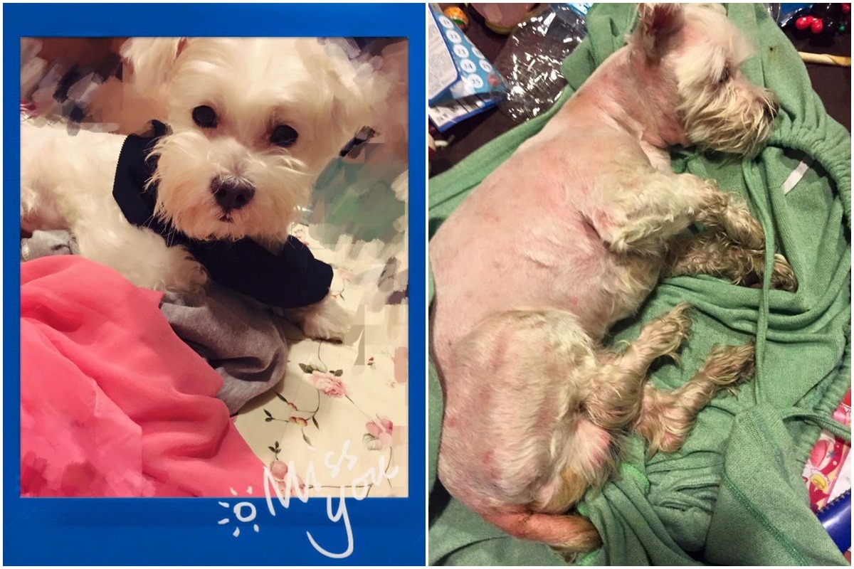 熊比跑出超市後被兩名陌生男子抱走，飼主循線領回後卻全身虛弱，疑似遭到虐待。翻攝網路