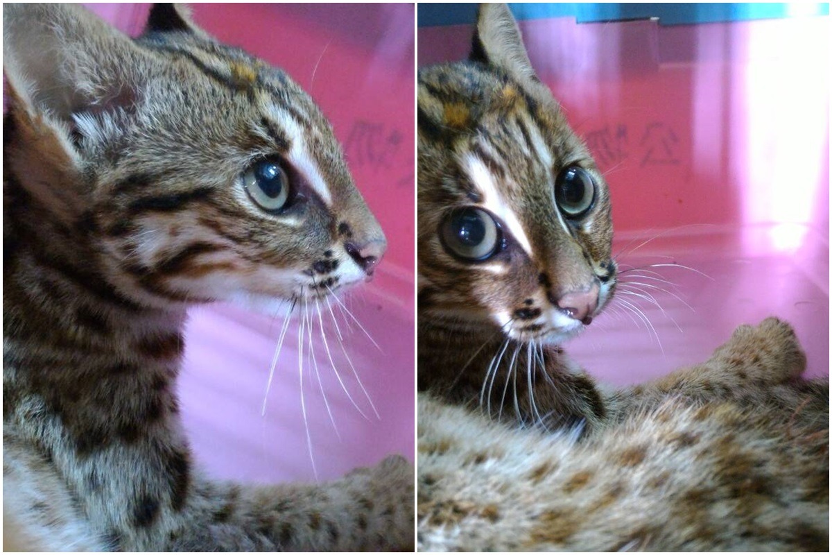 這隻石虎不像一般野生動物，親人、不怕生。　台中市動保處/提供