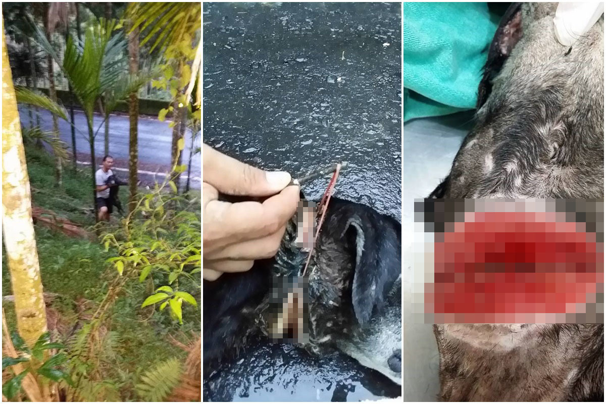 嘉義縣一隻流浪狗遭橡皮筋纏頸，受傷嚴重。徐文良/提供
