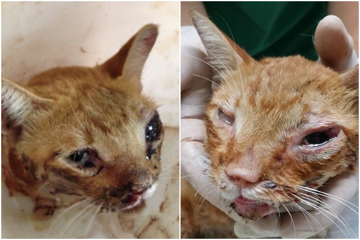 22日（左）與24日的少爺，狀況明顯漸漸好轉。　文榮/提供