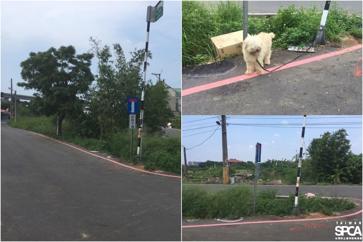 TSPCA回到現場勘查，發現狗兒根本無法走到「可提供遮蔽」的樹木處。　取自Taiwan SPCA 台灣防止虐待動物協會