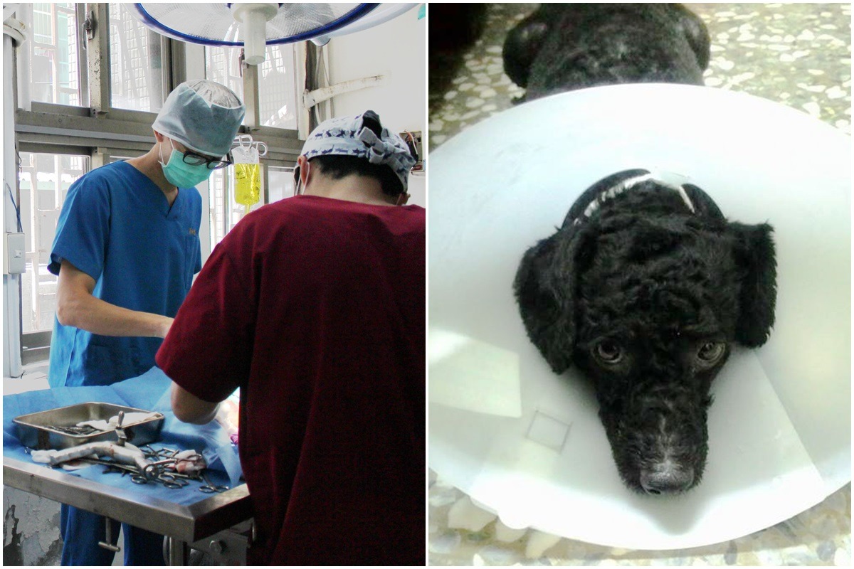 新版動保法規定家犬須絕育，飼主若不願讓家犬絕育，須填寫申請書。（示意圖）　李娉婷/攝