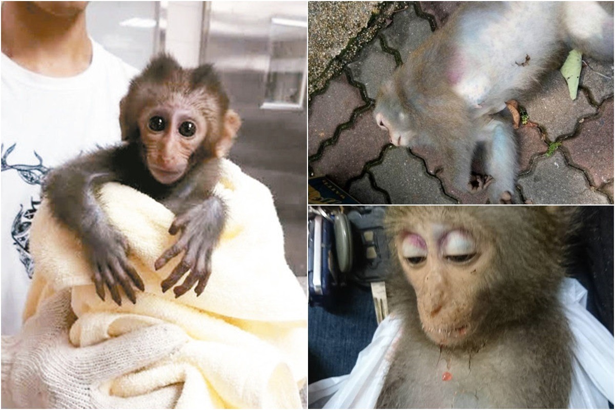 (左)倖存的幼猴，(右)同群其他中毒身亡的獼猴。 資料照(翻攝網路)
