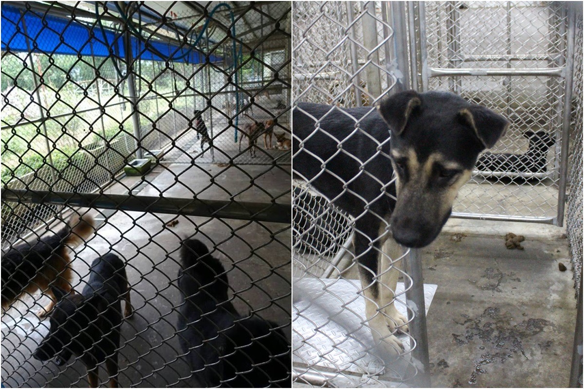 運動場(左)與一般籠舍(右)，所謂的運動場只是大欄位籠舍。　(左)取自兒少尖兵-立法委員王育敏臉書、(右)李娉婷/攝