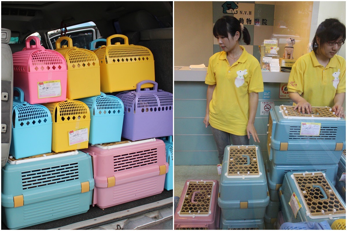 清點完成後愛兔協會隨即將26隻兔子送至動物醫院檢查。 李娉婷/攝