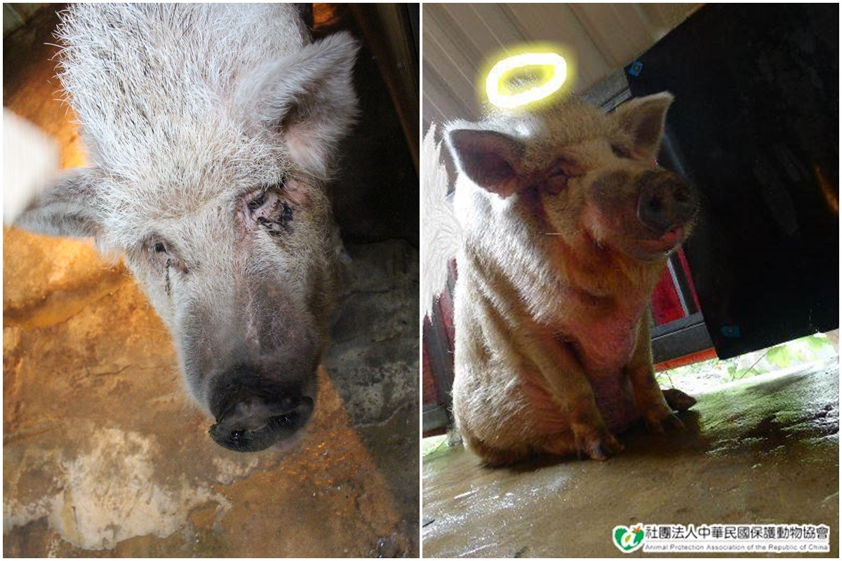 14歲的飛飛在昨天去當小天使了。　李娉婷/攝、取自中華民國保護動物協會臉書專頁