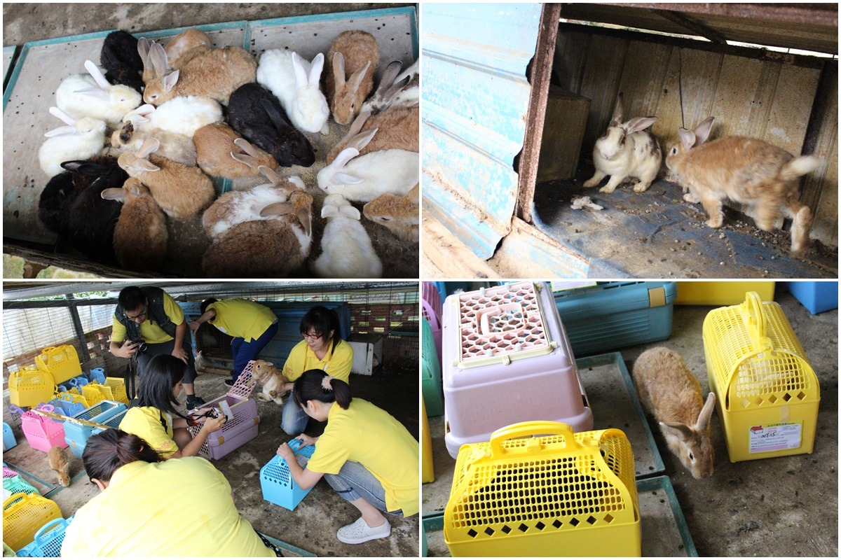 愛兔協會在狹小的空間中清點兔數，並拍照建檔後帶回治療。　李娉婷/攝