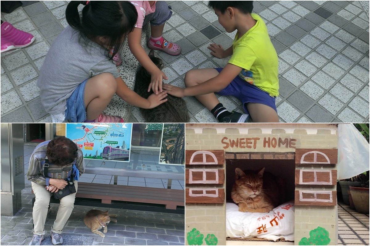 中聖里里民與「里貓」相處融洽。　取自崔美瑛臉書