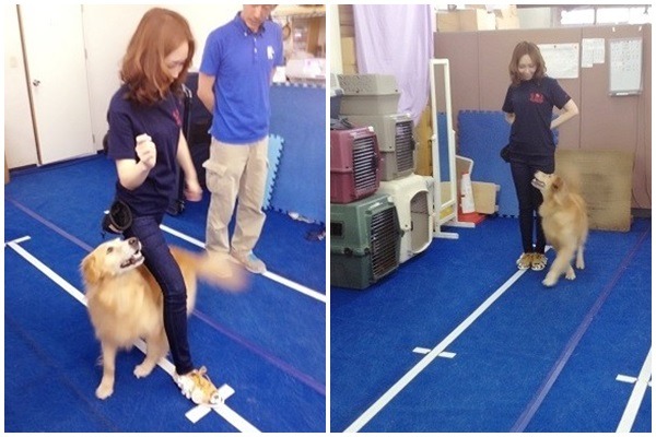 愛內里菜於日本奥斯卡犬學院學習各項課程。　取自網路