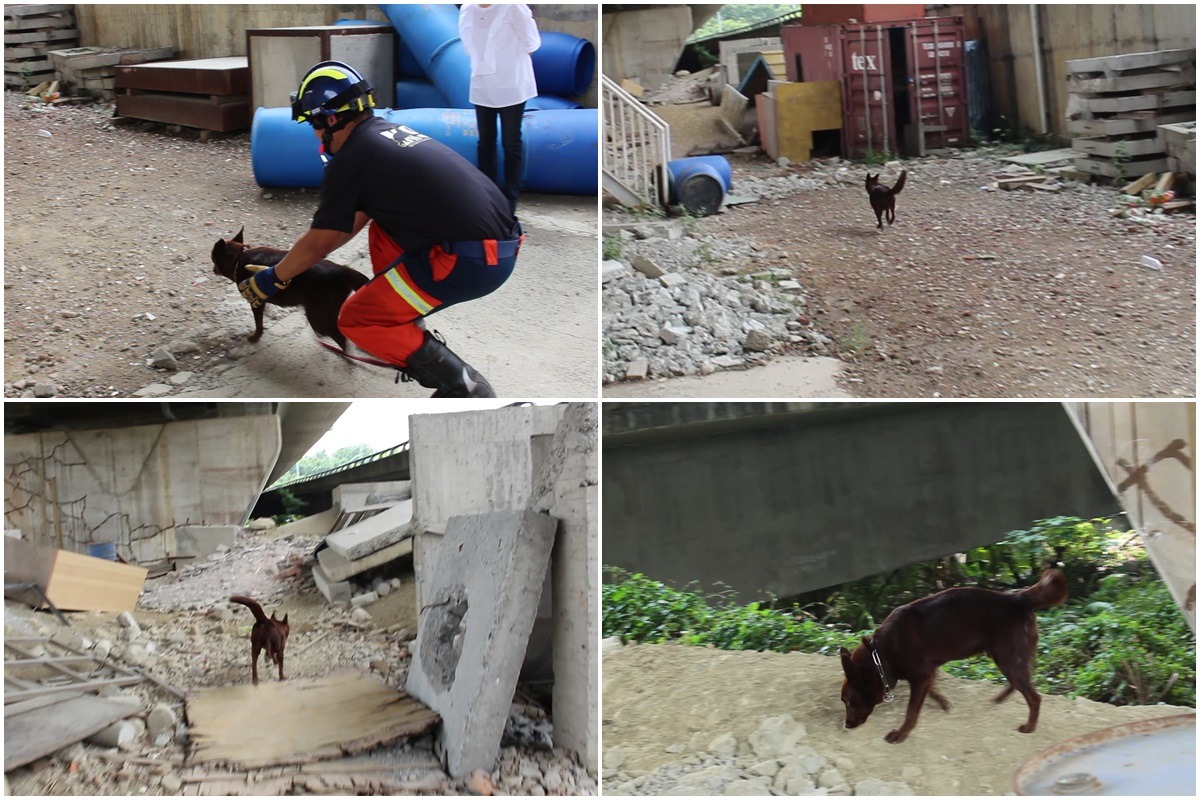 搜救犬常常要在崎嶇不平的地面上搜索，需要遠離領犬員也能獨立作業。　李娉婷/攝