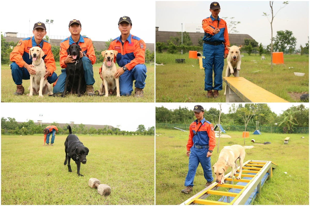 健康(左)、Xander(中)、祥和(右)在竹山訓練中心接受訓練。　取自台東犬壘打-台東搜救犬