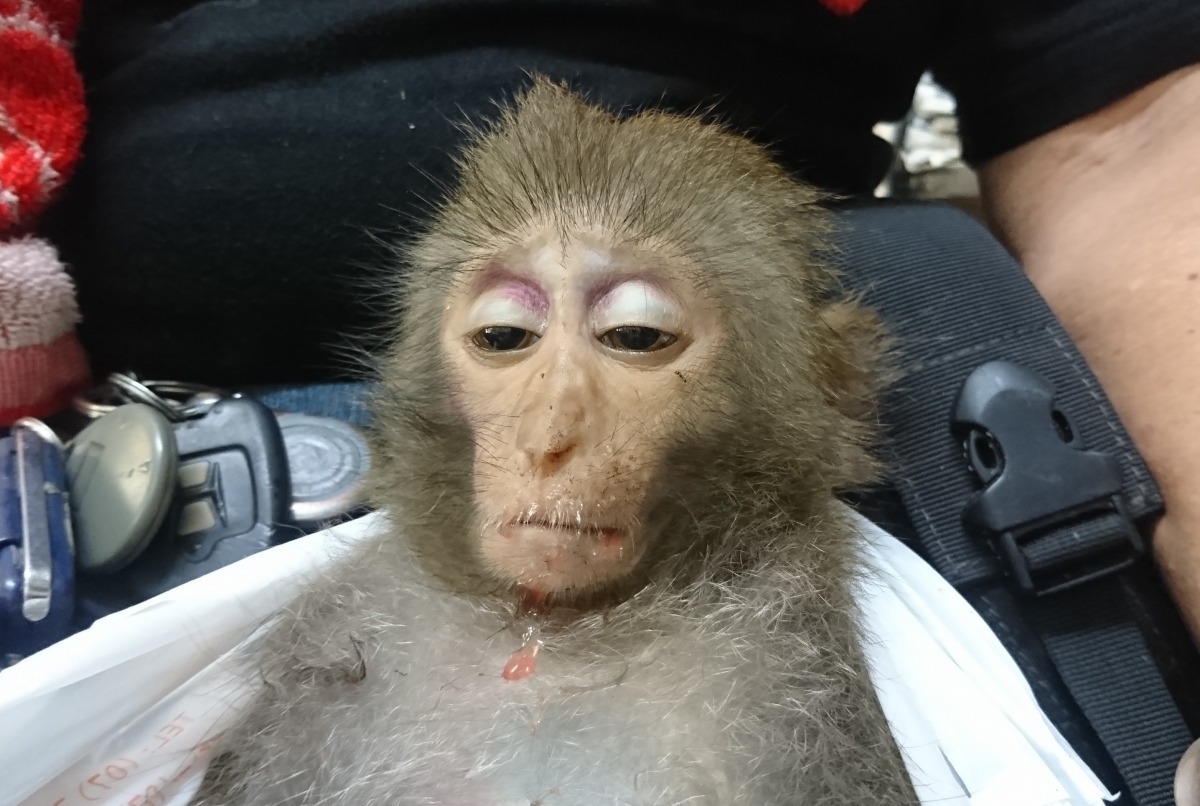 2016年8月24日發現之中毒幼猴，送醫途中死亡。　林美吟/提供