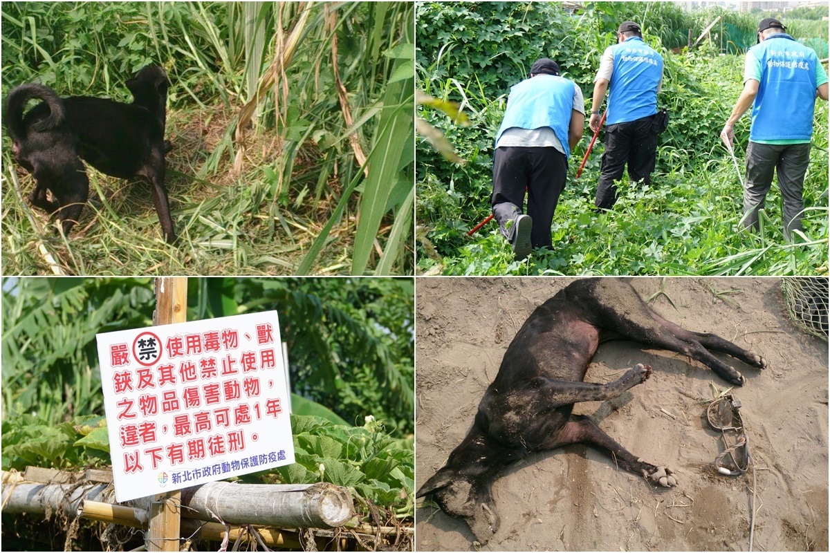 8月31日，新北市動保處接獲通報，前往永和區河濱救援，一黑犬前肢受困於獸鋏內，另一隻則已經死亡；新北市高灘地工程管理處後續將對該地區農戶進行逐一訪談，勸導勿再使用捕獸鋏。　新北市動保處/提供
