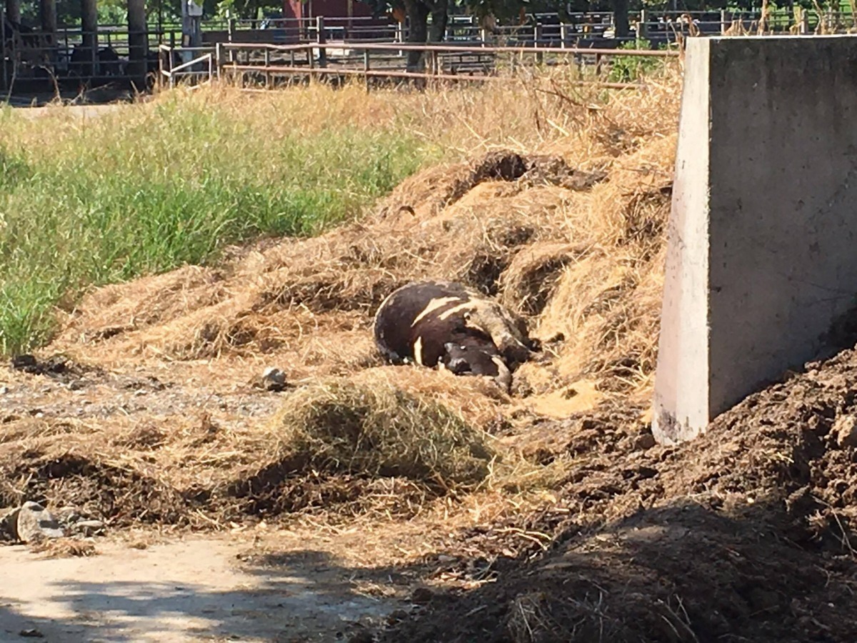 兆豐農場將死亡牛隻放置至少1日以上,炎夏中牛屍快速腐爛、腫脹,環境中滿是蒼蠅。 匿名員工/提供