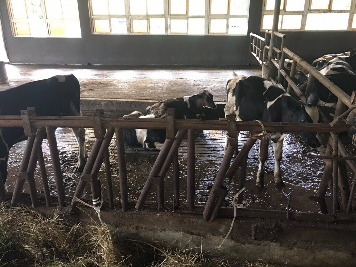 兆豐農場的牛欄舍相當老舊,小牛時常被割傷、跑出,近來已更新。 匿名員工/提供