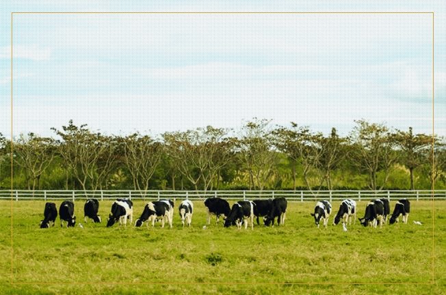 新光兆豐休閒農場官方網站上的牛隻照片,與實際情況大相逕庭。 網站截圖