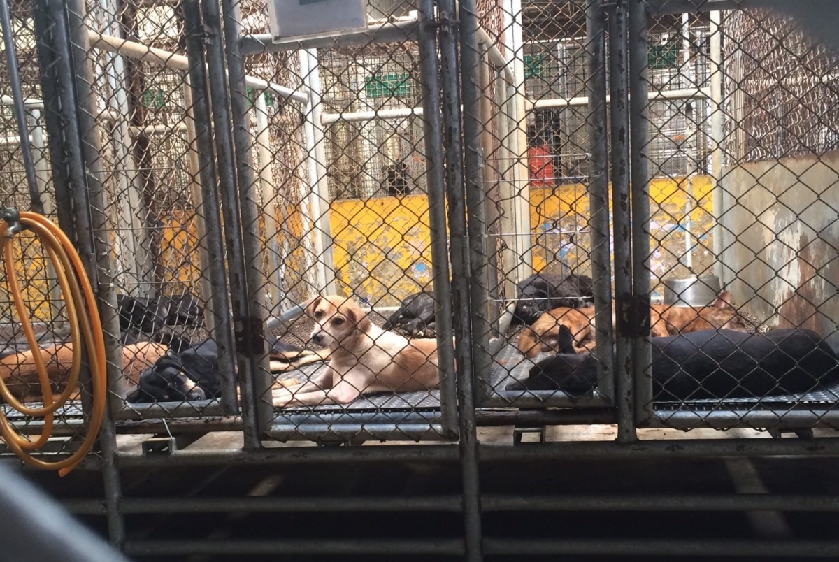 《動物收容處所設置組織準則》中的收容量是以「每隻動物提供5平方公尺」計算而來，但目前幾乎沒有公立收容所有能力給予動物這樣的生活空間。　志工/提供，攝於新竹市南寮收容所