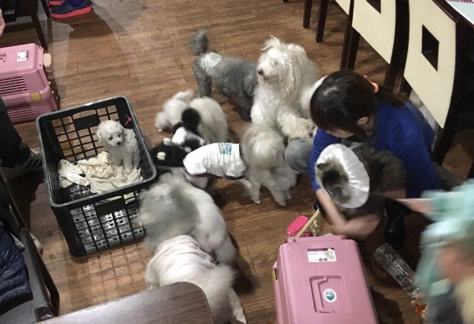 一名北貓協會志工於網路公開發文，說明地下室寵物美容教室所飼養品種犬的來源與用途。　台灣動物新聞網資料照(PTT網友備份)