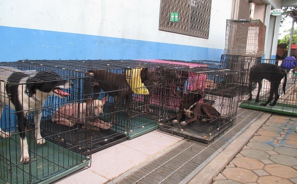 當收容所的收容量飽和時,管理人員仍無法拒收犬隻。 台灣動物新聞網資料照(蕭士塔/攝)