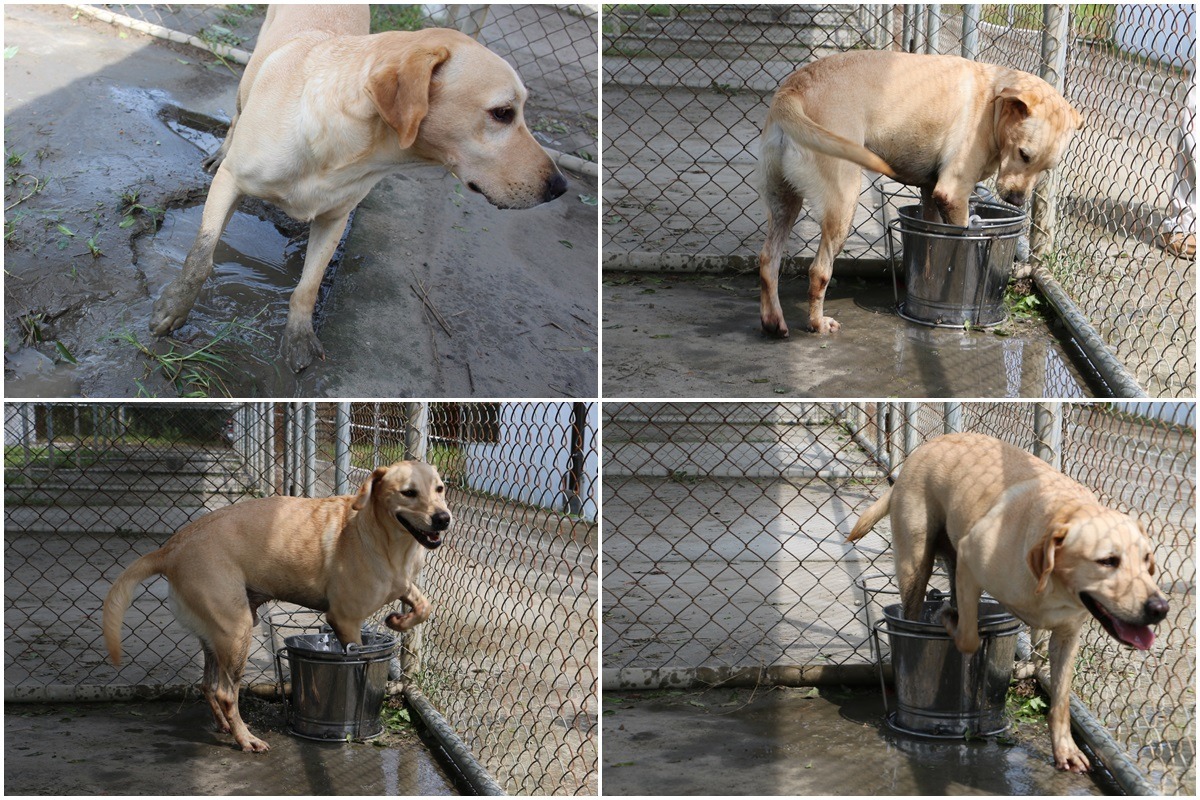 Oscar非常喜歡洗腳，放桶水在旁，牠玩一會兒就會自己跑去洗腳。　李娉婷/攝