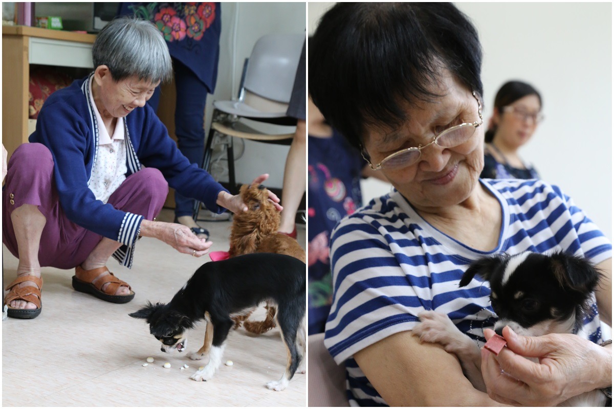 托老中心的長輩們積極與狗兒互動，活動量增加了、也更願意與人對話分享心情。 新北市動保處/提供